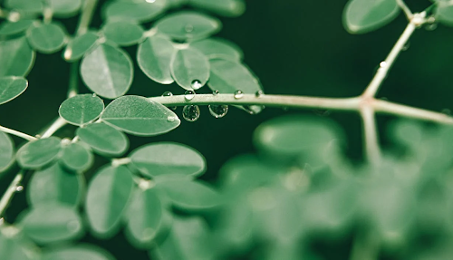 Benefits of Moringa