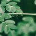 Benefits of Moringa